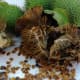 Abundant seeds of the Datura grow in spiky green seed balls. As the seed ripen, the seed ball burst open, generously dispersing the seed.