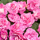 Rockapulco® rose Double Impatiens