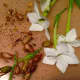 Tiny, sticky, Nicotiana seed are easily dispersed. The little seed are wide travelers.