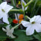 Tobacco 'Jasmine' Nicotiana alata fragrance is only really noticeable en masse.