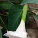 Datura meteloides will bloom during a rainy, cloudy day, or may still be blooming on a very foggy morning.