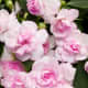 Rockapulco® appleblossom Double Impatiens