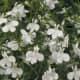 Laguna™ White - Lobelia erinus - white flowers all season on cascading plants