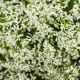 Diamond Delight™ Euphorbia hybrid - is the most vigorous double flowered Euhporbia hybrid