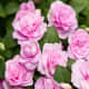 Rockapulco® orchid Double Impatiens