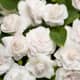 Rockapulco® white blooms that resemble miniature rosebuds.