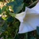 Early evening walkers will love walking paths and sidewalks near these big white Datura blooms.