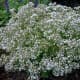 Clouds of small white flowers float on densely branched plants from spring - fall.