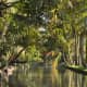 Everyday palms in backwater India. It's beautiful to me. Imagine, though, all the venomous creepy crawlies you can't see that must be there... waiting for you. Ugh.