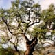 This oak tree on the property is said to be one of the oldest of its kind in California.