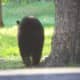 Bear Wondering Off