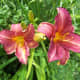 Day Lily Our Wild Country Garden!