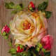 Vintage roses on a wood background clip art