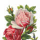 Red and pink vintage roses clip art