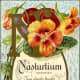 Nasturtium vintage flower card