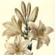 White lilies image