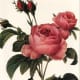 Pink roses clipart