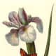 Orchid and butterfly clip art