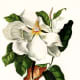 Dogwood clip art