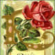 Rose vintage flower card