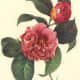 Camellias clipart