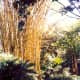 Beautiful stand of bamboo