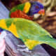 Parrots