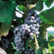 Buffalo grapes available at millernurseries.com