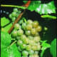 Traminette grapes available at millernurseries.com