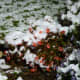 Our begonias covered with snow