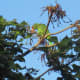 May 17, 2012: Better camera, 7PM when sunset's later. Coral trees provide munchies.
