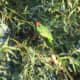 Red-crowned parrot. THERE. This is why I'm so fascinated by them... aren't they lovely?