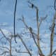 Three of the four parrots. Feb 1, 2013. Late in the day, as usual.