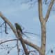 close-up of the middle parrot in the sycamore.