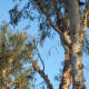 May 17, 2012: Eucalyptus still makes a good roost for a friend. This gives you a bit of a sense of how high up they usually are.