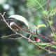 fall-hummingbirds