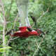 fall-hummingbirds