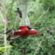 fall-hummingbirds