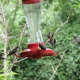 fall-hummingbirds