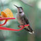 fall-hummingbirds