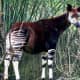 Okapi; live specimen living in Disney's Animal Kingdom