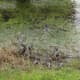 Look closely to see all the baby alligators in the mud and moss.