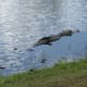 Baby alligators in the water around their mother and one on her back.