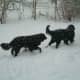 Newfs love the snow.