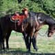American Saddlebred Horses are exceptional riding mounts