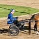 American Saddlebred Horse harnessed to a racing sulky.