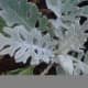 Dusty Miller