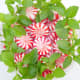 Peppermint is a quick acting stimulant.