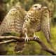 The Mauritius Kestrel went through a bottleneck of just four individuals in 1974 - making it the rarest bird in the world. According to the Mauritian Wildlife Foundation, there are around 400-500 individuals in the wild today