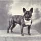 A French Bulldog in 1915.